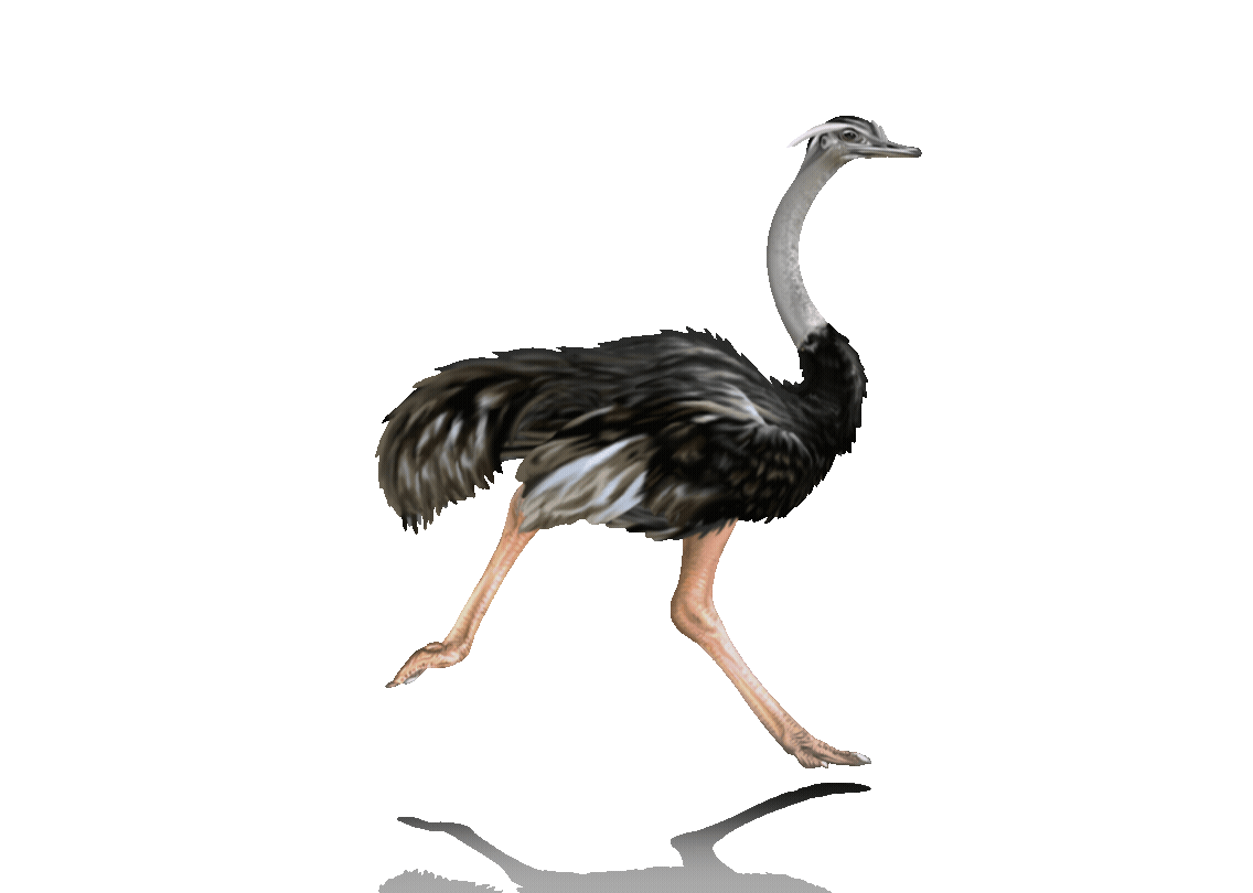 Running Ostrich